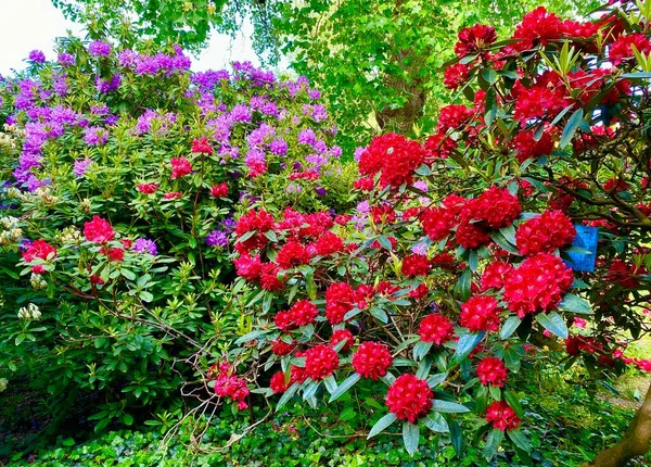 Beautiful Rhododendrons Blooming Spring — Stock Photo, Image