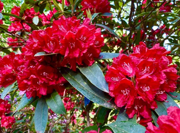 Прекрасні Рододендрони Квітучі Навесні — стокове фото