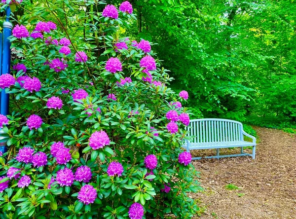 Beautiful Rhododendrons Blooming Spring — Stock Photo, Image