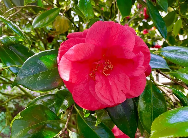 Beautiful Camelia Flowers Blooming Spring — Stock Photo, Image