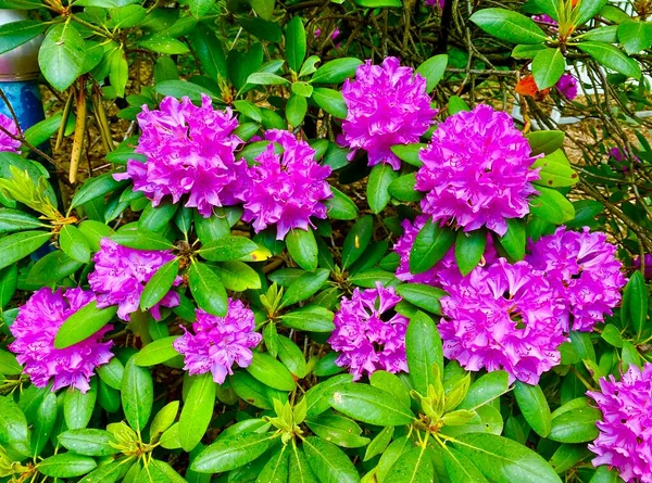 Beautiful Rhododendrons Blooming Spring — Stock Photo, Image