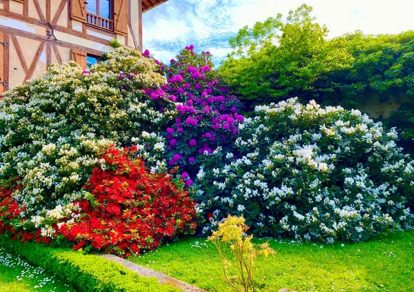 Los Hermosos Rododendros Flor Primavera — Foto de Stock