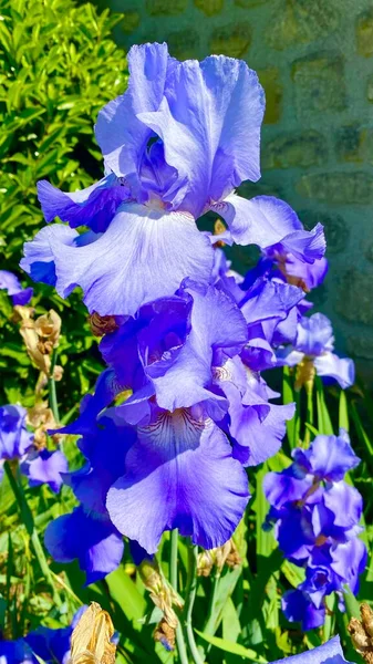 Beautiful Blue Iris Flower Bloom — Stock Photo, Image