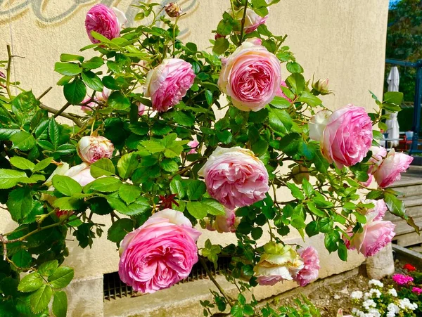 Flores Rosas Ciudad Marly Roi Cerca París — Foto de Stock