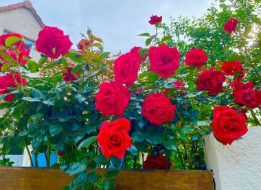 Kırmızı güllerin bahçedeki bir çalı