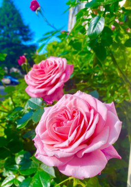 Bahçedeki güzel pembe güller