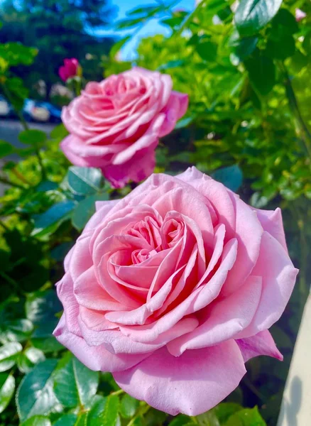 Vackra Rosa Rosor Trädgården — Stockfoto