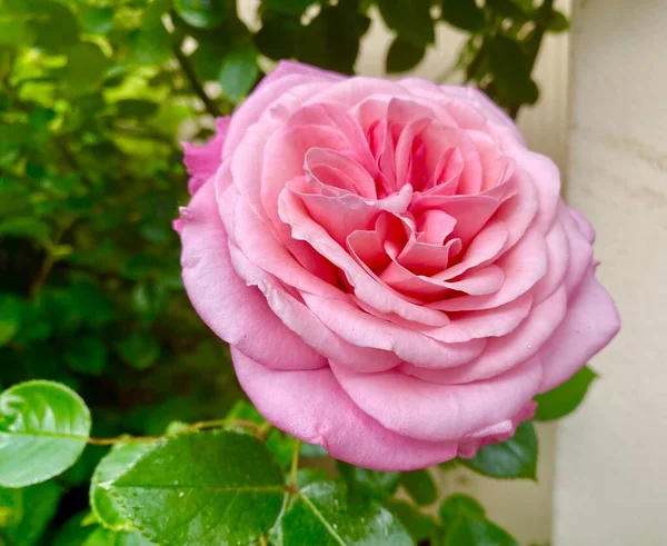 Hermosas Rosas Rosadas Jardín — Foto de Stock