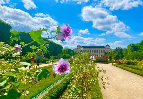 Красивый Розовый Сад Саду Растений Париже — стоковое фото