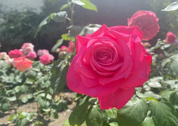 Hermoso Jardín Rosas Jardín Des Plantes París — Foto de Stock