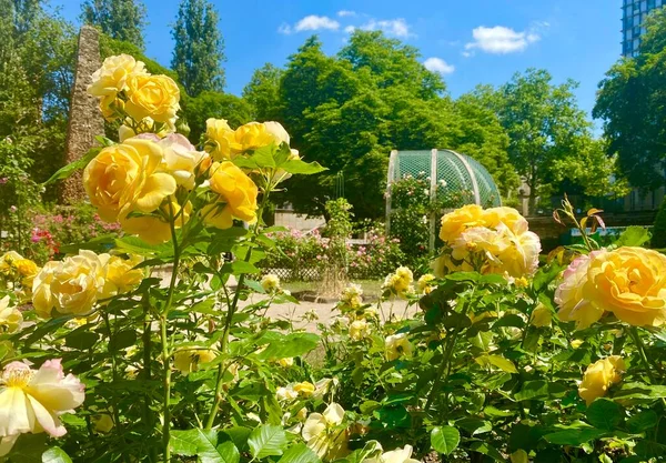 Секретный Розовый Сад Площади Рене Галль Париже — стоковое фото