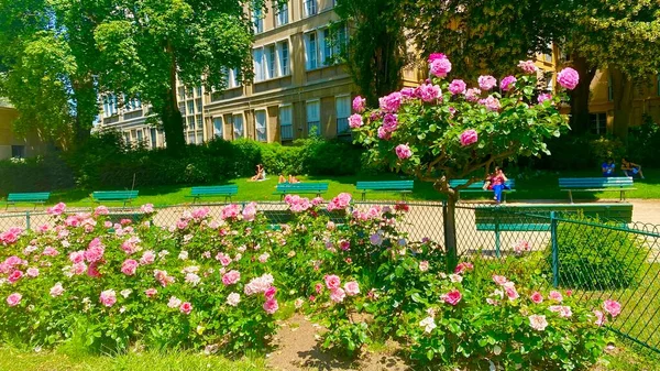 Секретный Розовый Сад Площади Рене Галль Париже — стоковое фото