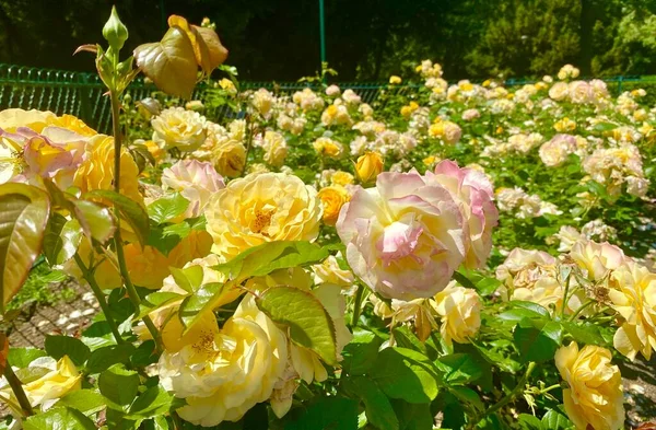 Jardín Rosas Secreto Plaza René Gall París — Foto de Stock