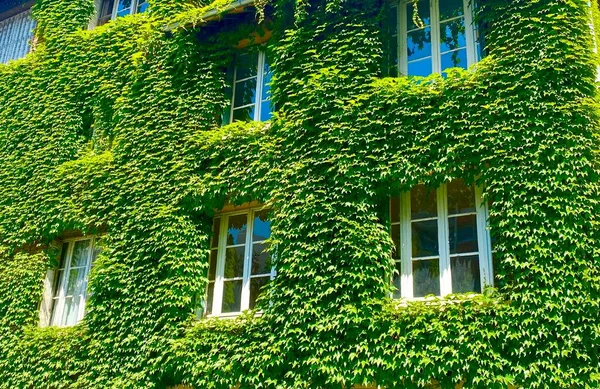 Paris Güzel Yeşil Bir Cadde — Stok fotoğraf