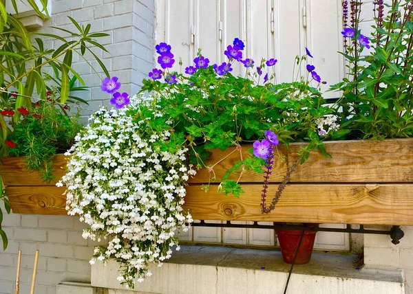 Jasminblüten Vor Einem Eingang Eines Blumengeschäfts Paris — Stockfoto