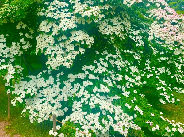 Schöner Rosengarten Einem Öffentlichen Garten Frankreich — Stockfoto