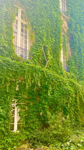 美丽的巴黎绿树成荫 — 图库照片