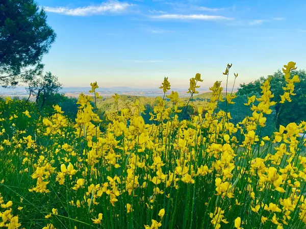 Field Yellow Tuscan Flowers Sunset — Photo