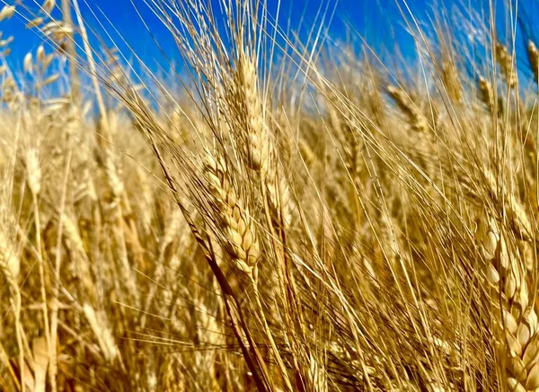 Золоті Вуха Пшениці Червні — стокове фото