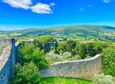 Toskana 'da bir zeytinlik.