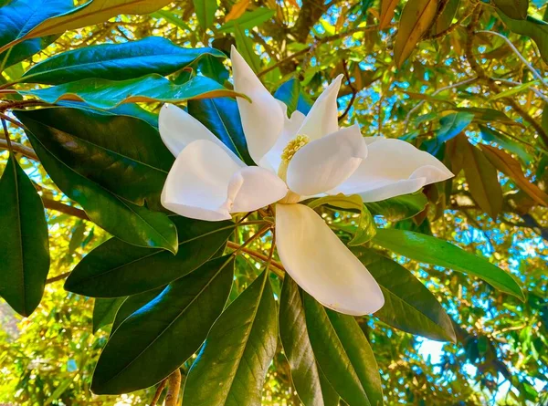 Magnolia Grandiflora Kwiaty Drzewie — Zdjęcie stockowe