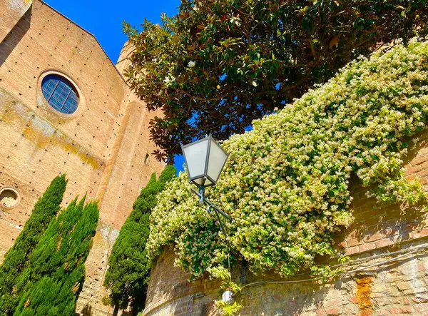 Gyönyörű Építészet Siena — Stock Fotó