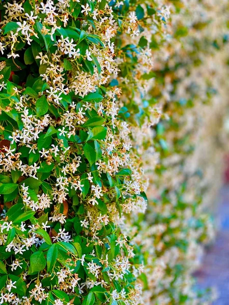 Beautiful Jasmine Flowers Bloom Summer — Stock Photo, Image