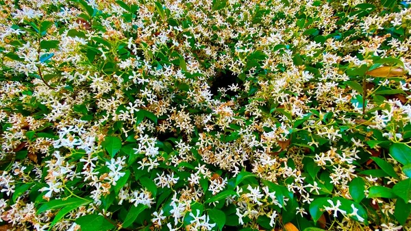 Schöne Jasminblüten Sommer — Stockfoto