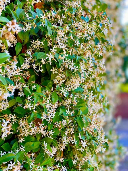 Beautiful Jasmine Flowers Bloom Summer — Stock Photo, Image
