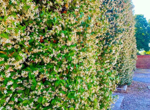 Krásné Jasmínové Květy Květu Létě — Stock fotografie