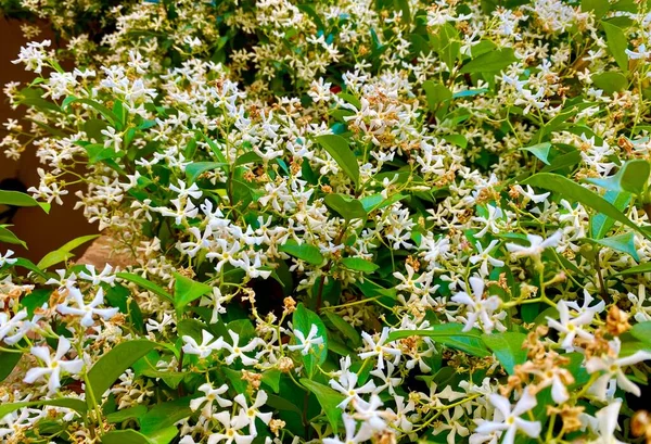 夏に咲く美しいジャスミンの花 — ストック写真