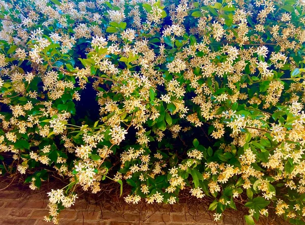 夏に咲く美しいジャスミンの花 — ストック写真