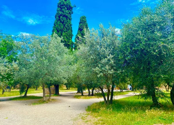 Olivodling Toscana — Stockfoto