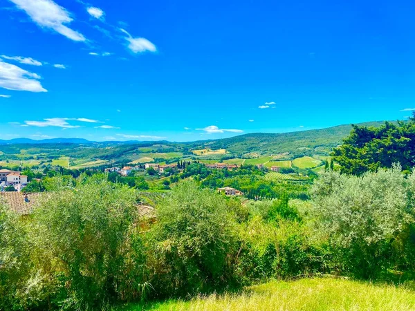 Olive Grove Tuscany — Stock Photo, Image