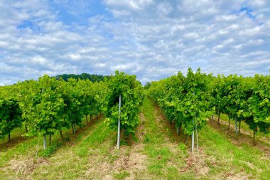 Heppenheim kasabasındaki Alman üzüm bağı manzarası.