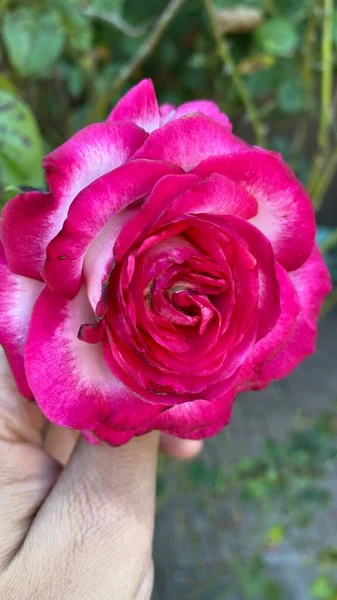 Hand Holding Beautiful Pink Rose — Foto de Stock