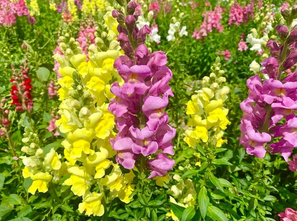 Colorful flowers in bloom in the garden in June