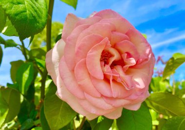 Beautiful pink rose in bloom in July