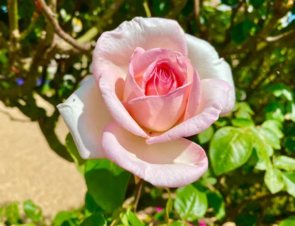 Beautiful Pink Rose Bloom July — Stok fotoğraf