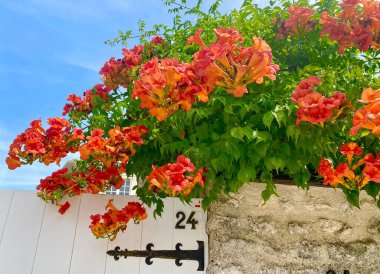 Ortaçağ Provins 'inde güzel çiçekler