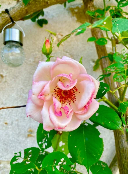 Beautiful Flowers Medieval Town Provins — стоковое фото