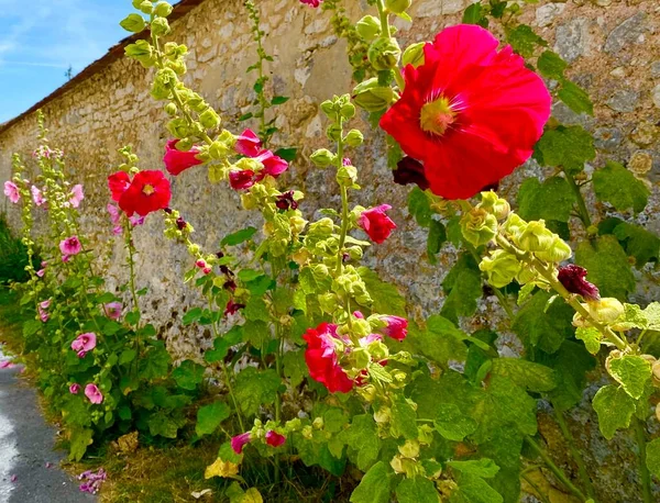 Beautiful Summer Flowers Bloom Medieval Town Provins — Foto de Stock