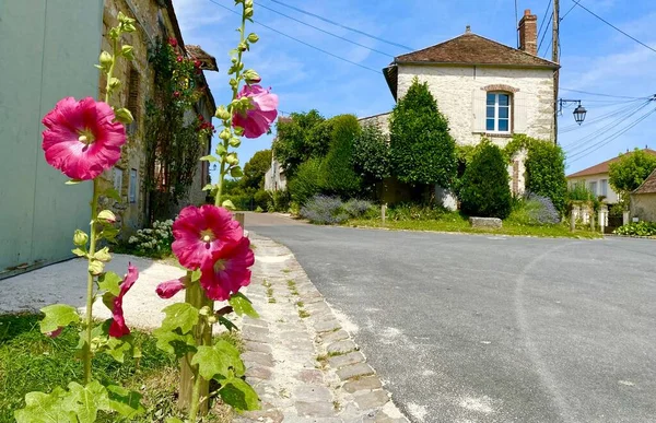 Beautiful Flowers Medieval Town Provins — 图库照片