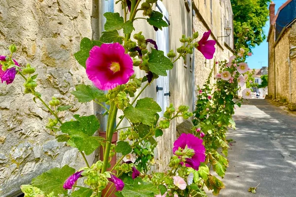 Hermosas Flores Verano Flor Ciudad Medieval Provins — Foto de Stock