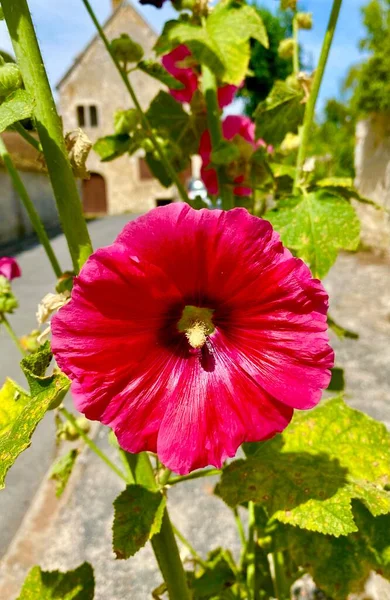 Beautiful Summer Flowers Bloom Medieval Town Provins — Stock fotografie