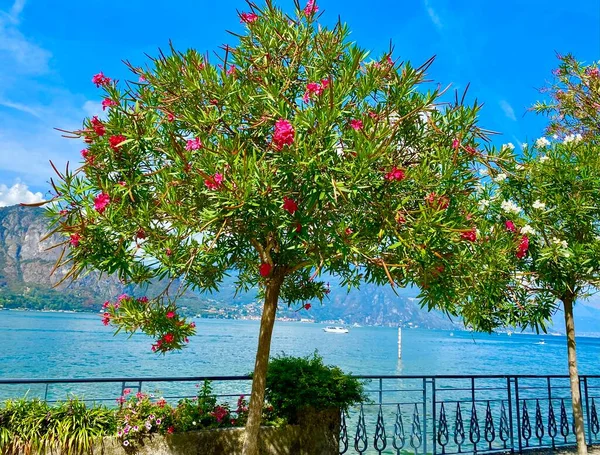 Krásná Promenáda Jezera Como Itálii — Stock fotografie