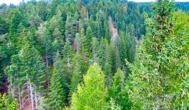 İtalya 'nın dağlarındaki orman