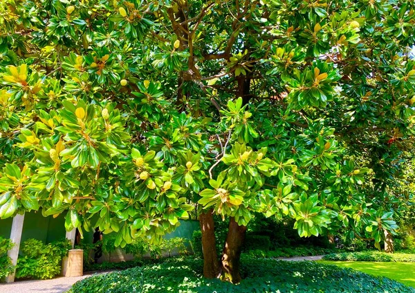 close up of a southern magnolia tree