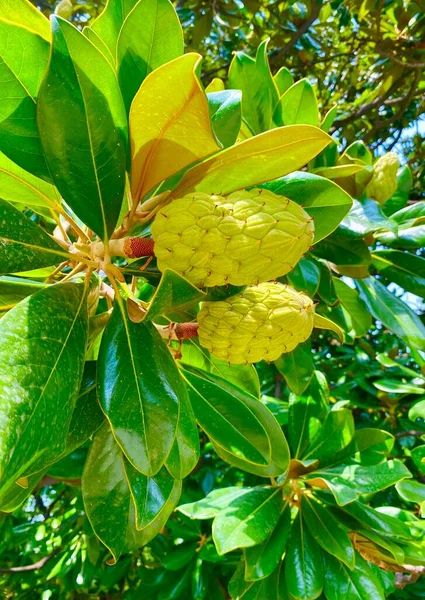 close up of a southern magnolia tree