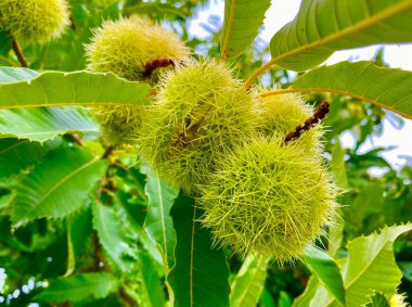 Yeşil meyveli ve yapraklı kestane ağacı